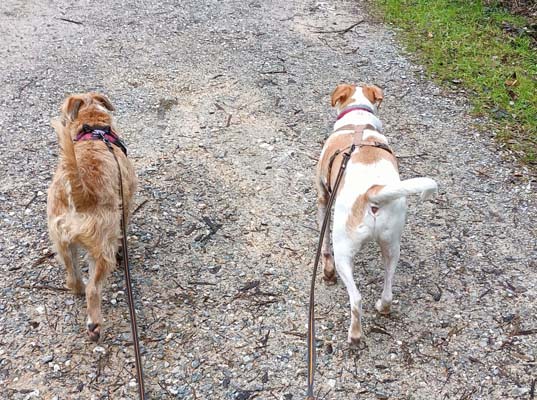 Le mie passeggiate