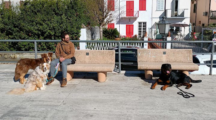 Cane urbano